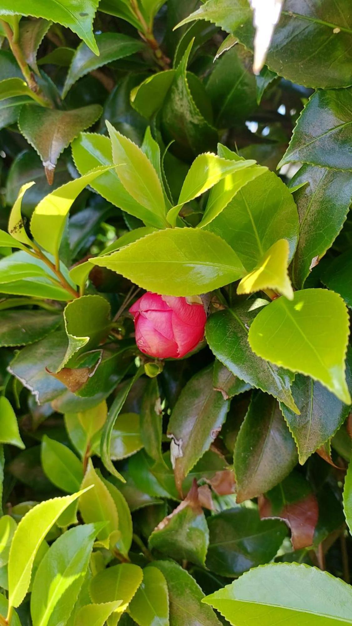 Retiro Das Camelias 1 Lajes das Flores Esterno foto