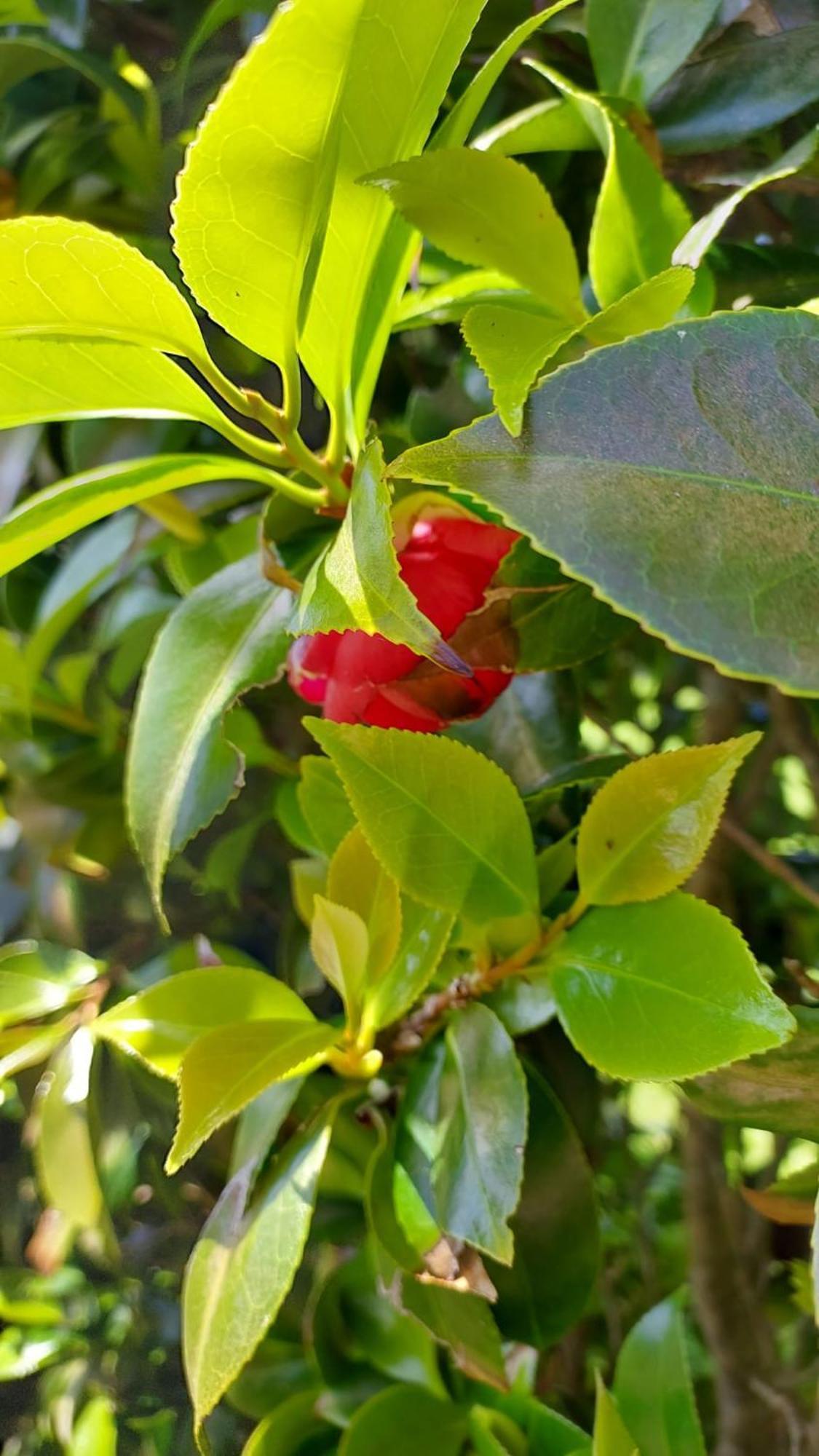 Retiro Das Camelias 1 Lajes das Flores Esterno foto