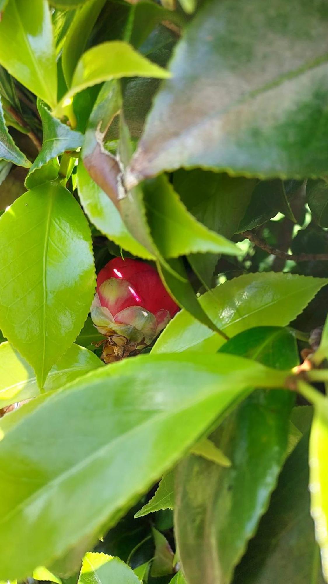 Retiro Das Camelias 1 Lajes das Flores Esterno foto